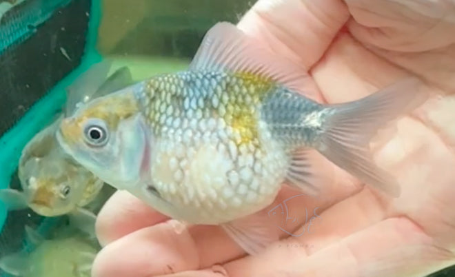 Blue Pearlscale Ping Pong Goldfish
