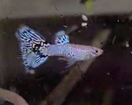 Snakeskin White Cobra Guppy Pair