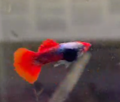 Platinum Koi Dumbo Guppy Pair