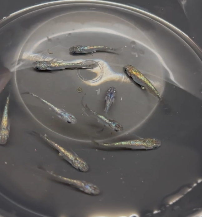 Reiwa Black Miyuki Sapphire Medaka