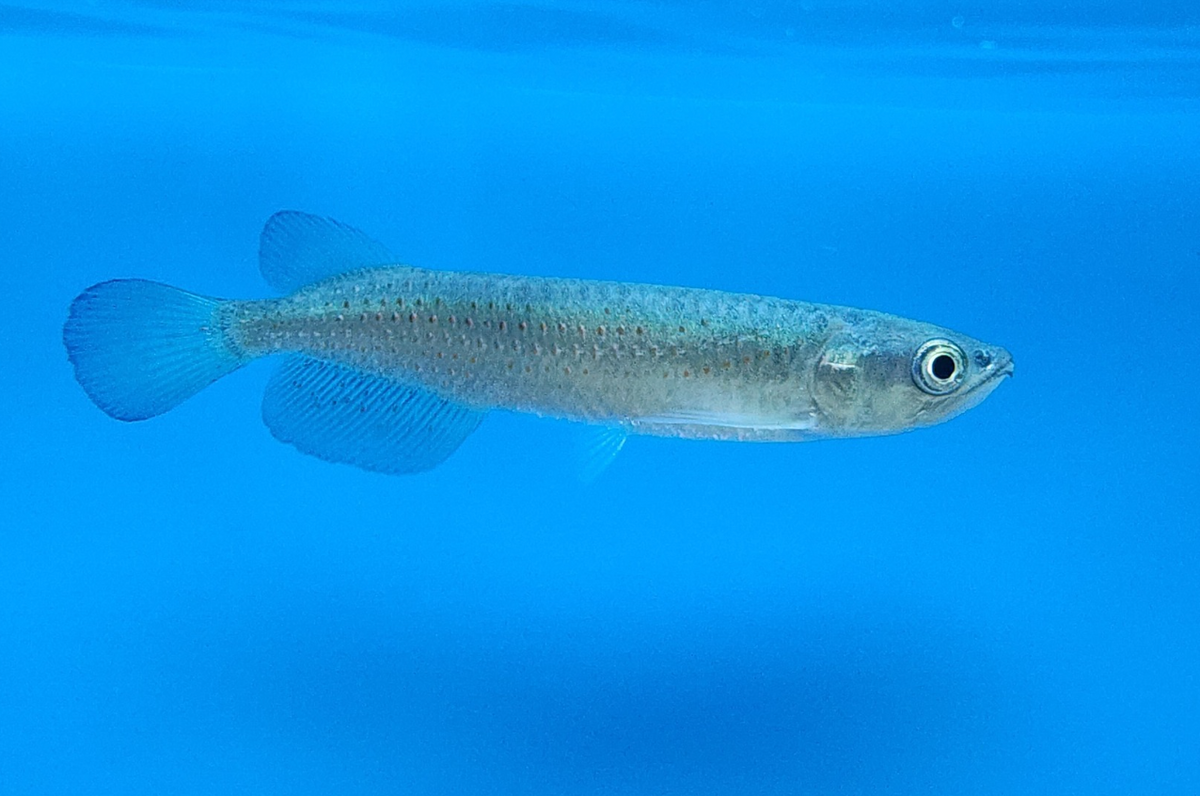 Saratoga Leichardti 4-5cm