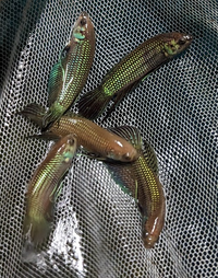 Load image into Gallery viewer, Betta Mahachai Spade Tail
