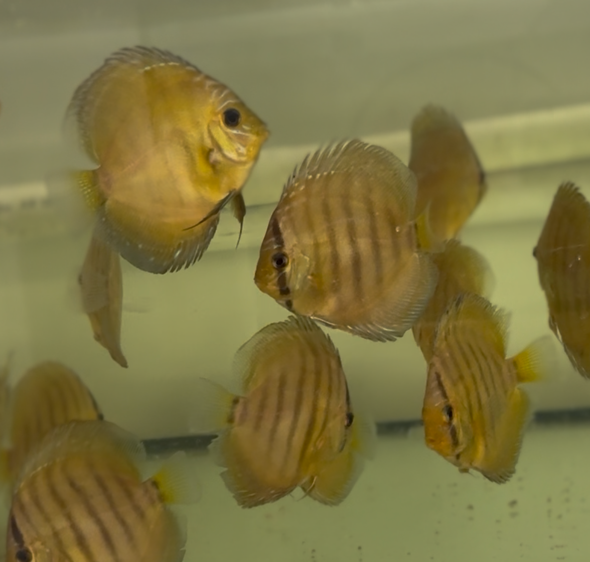 Yellow Alenquer Discus