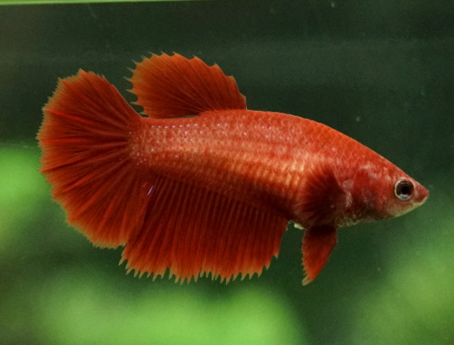 Assorted Red Halfmoon Female