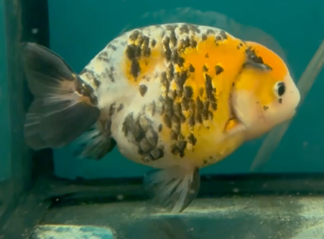 Calico Ranchu (Release Date: 26 Sept 2024)