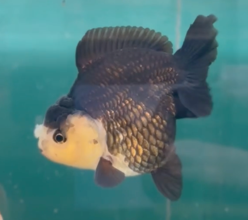 Panda SBST Oranda (Release Date: 26 Sept 2024)