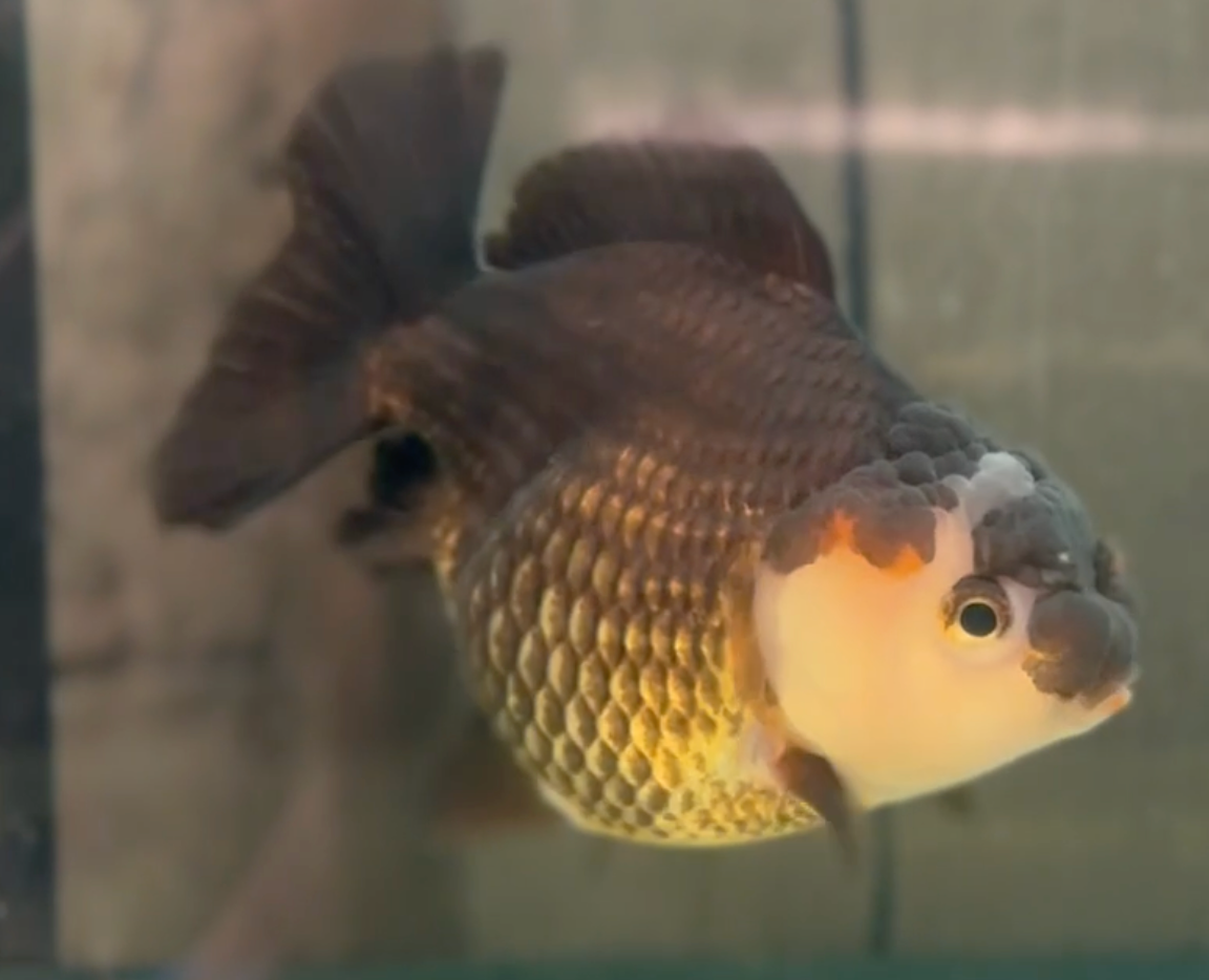 Panda SBST Oranda (Release Date: 26 Sept 2024)