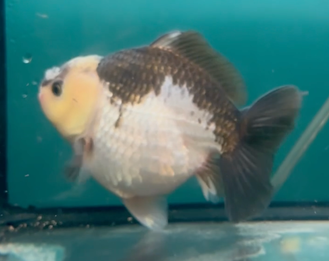 Panda SBST Oranda (Release Date 26 Sept 2024) Seven Fishes