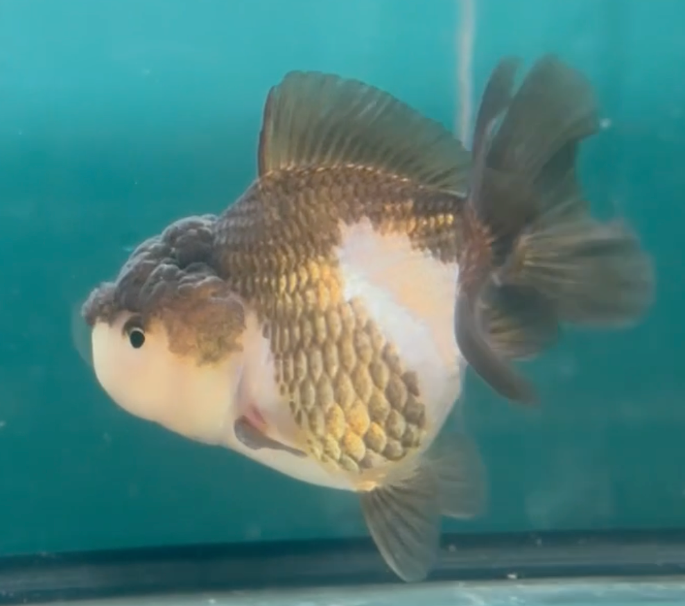 Panda SBST Oranda (Release Date: 26 Sept 2024)