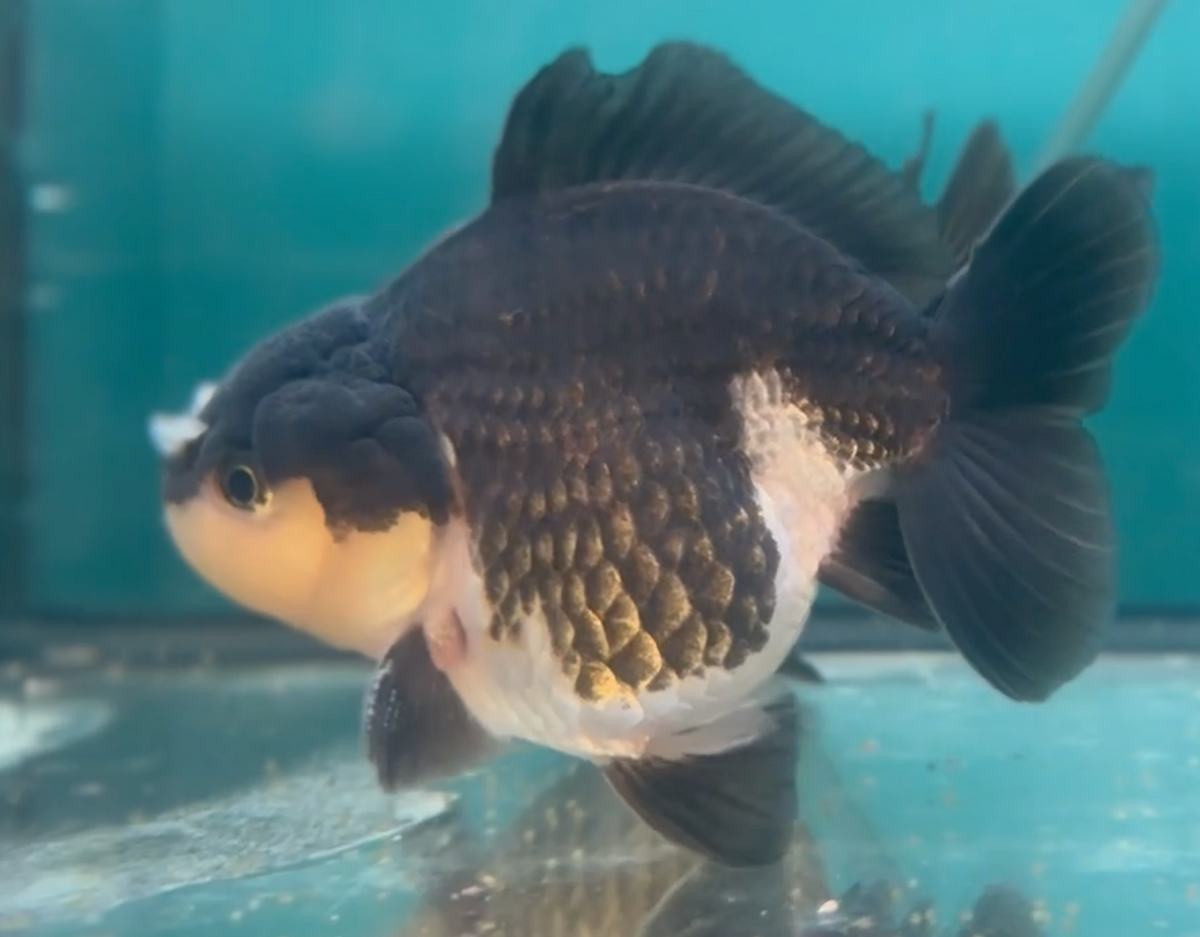 Panda SBST Oranda (Release Date: 26 Sept 2024)