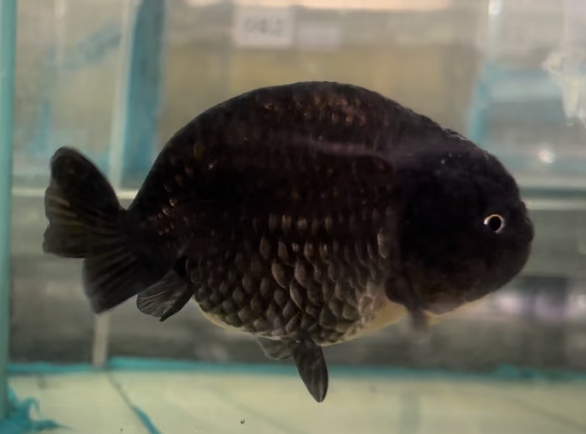 Assorted Black Lionhead Ranchu