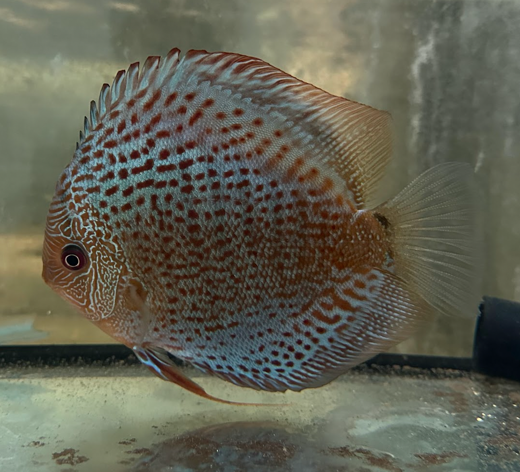 Spotted Leopard Discus XL