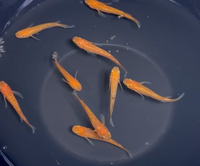 Load image into Gallery viewer, Matsui Red Lame Medaka 松井紅帝ラメ
