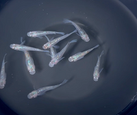 Load image into Gallery viewer, Miyazakyra Hikari Medaka 宮桜光 (Release Date: 20 Feb 2025)
