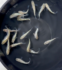 Load image into Gallery viewer, Suzuran Medaka スズラン (Release Date: 20 Feb 2025)
