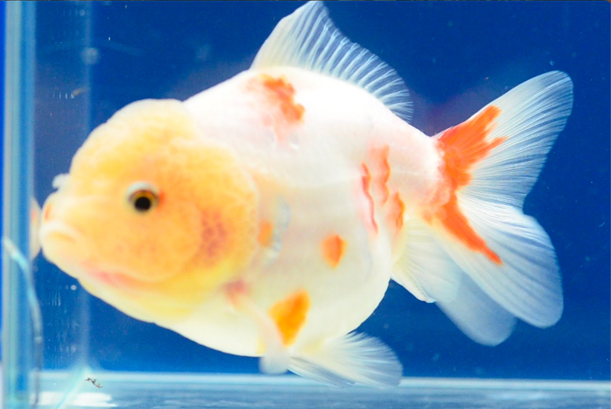 Sakura Yuan Bao Oranda