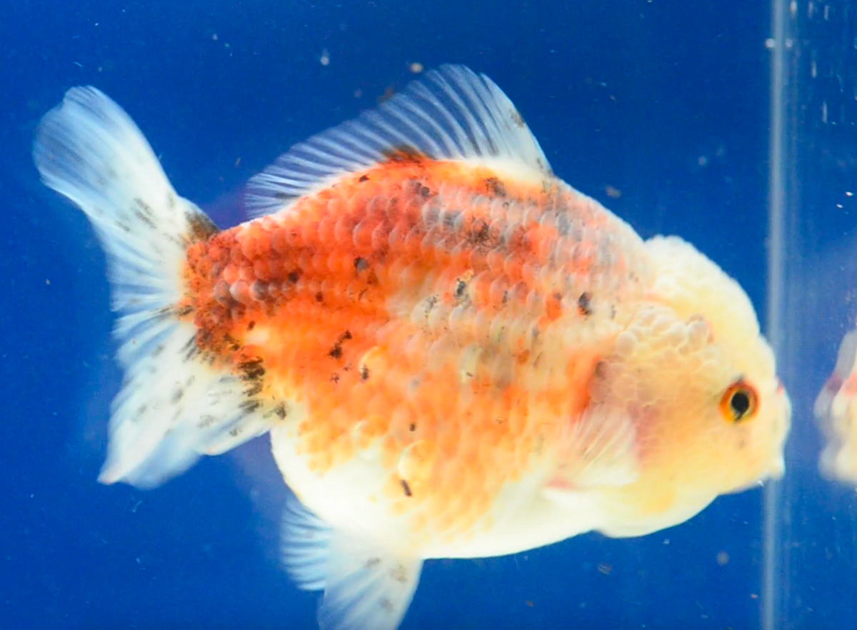 Calico Yuan Bao Oranda