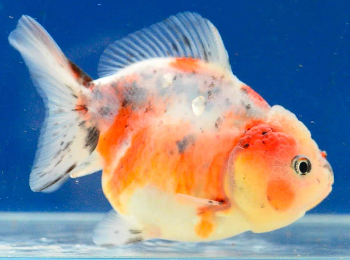 Calico Yuan Bao Oranda