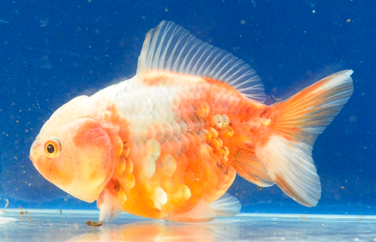 Sakura Yuan Bao Oranda