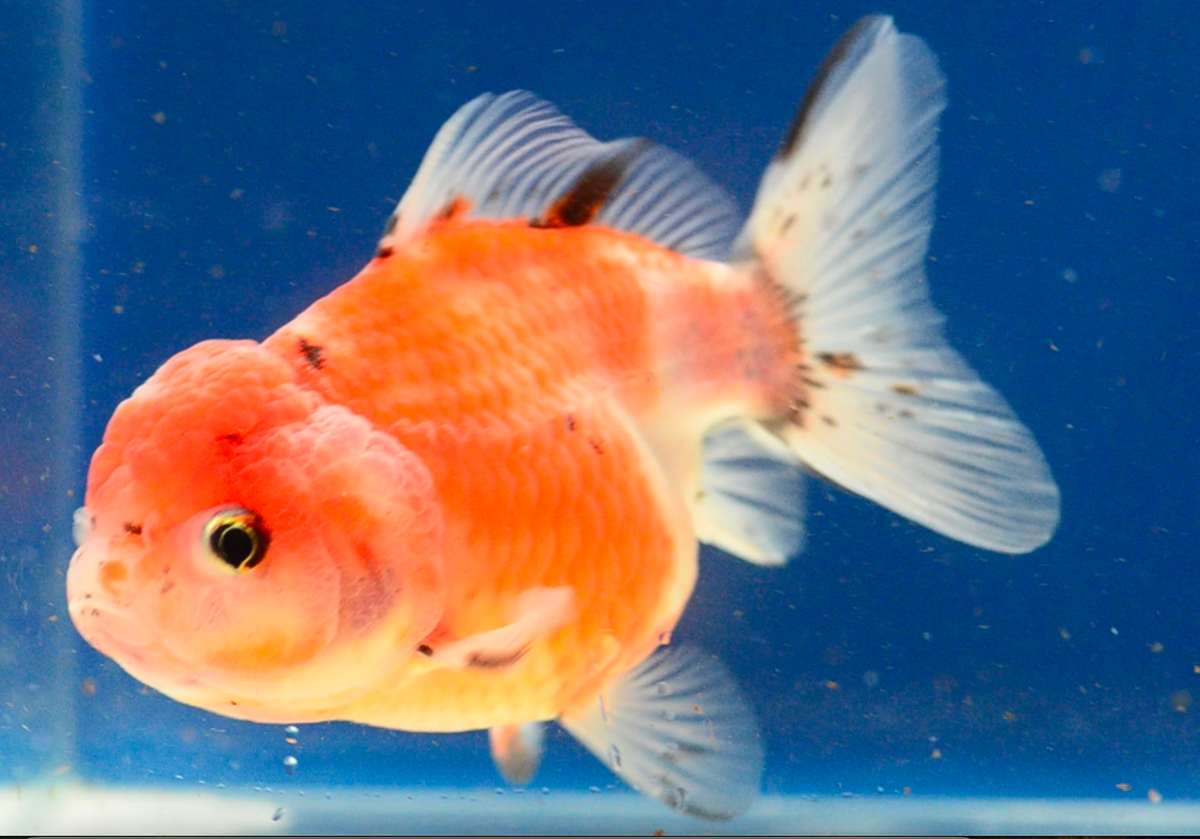 Sakura Yuan Bao Oranda