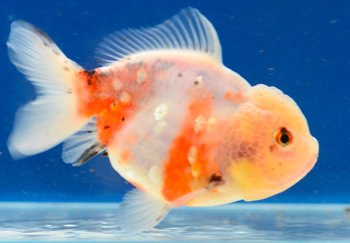 Sakura Yuan Bao Oranda