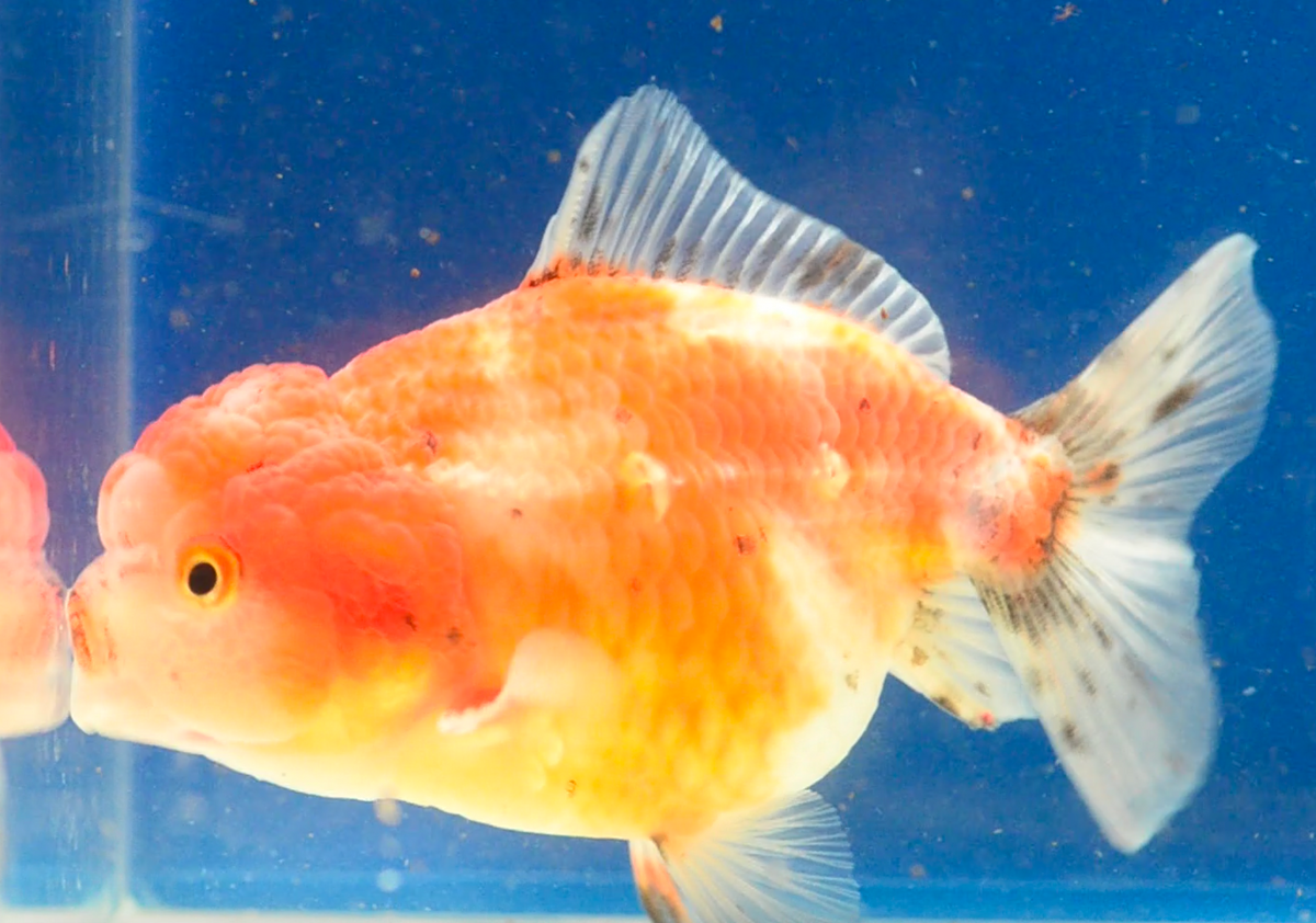 Sakura Yuan Bao Oranda