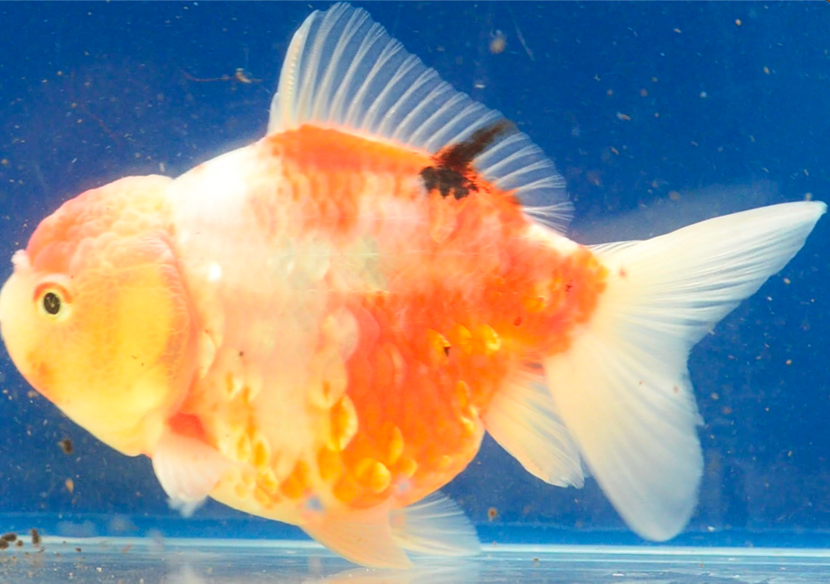 Sakura Yuan Bao Oranda