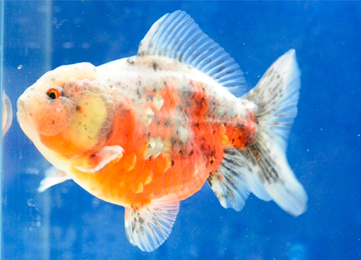 Calico Yuan Bao Oranda