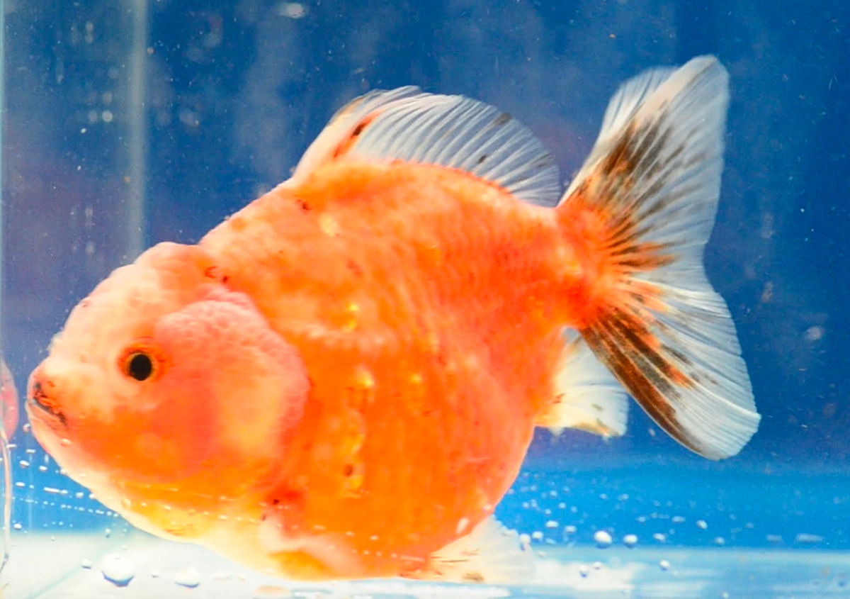 Orange Sakura Yuan Bao Oranda