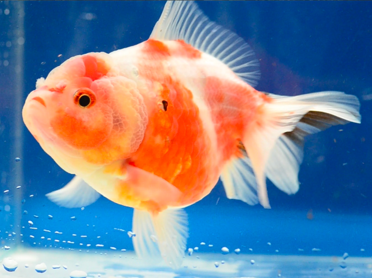 Sakura Yuan Bao Oranda