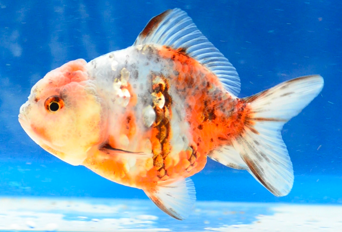 Calico Yuan Bao Oranda