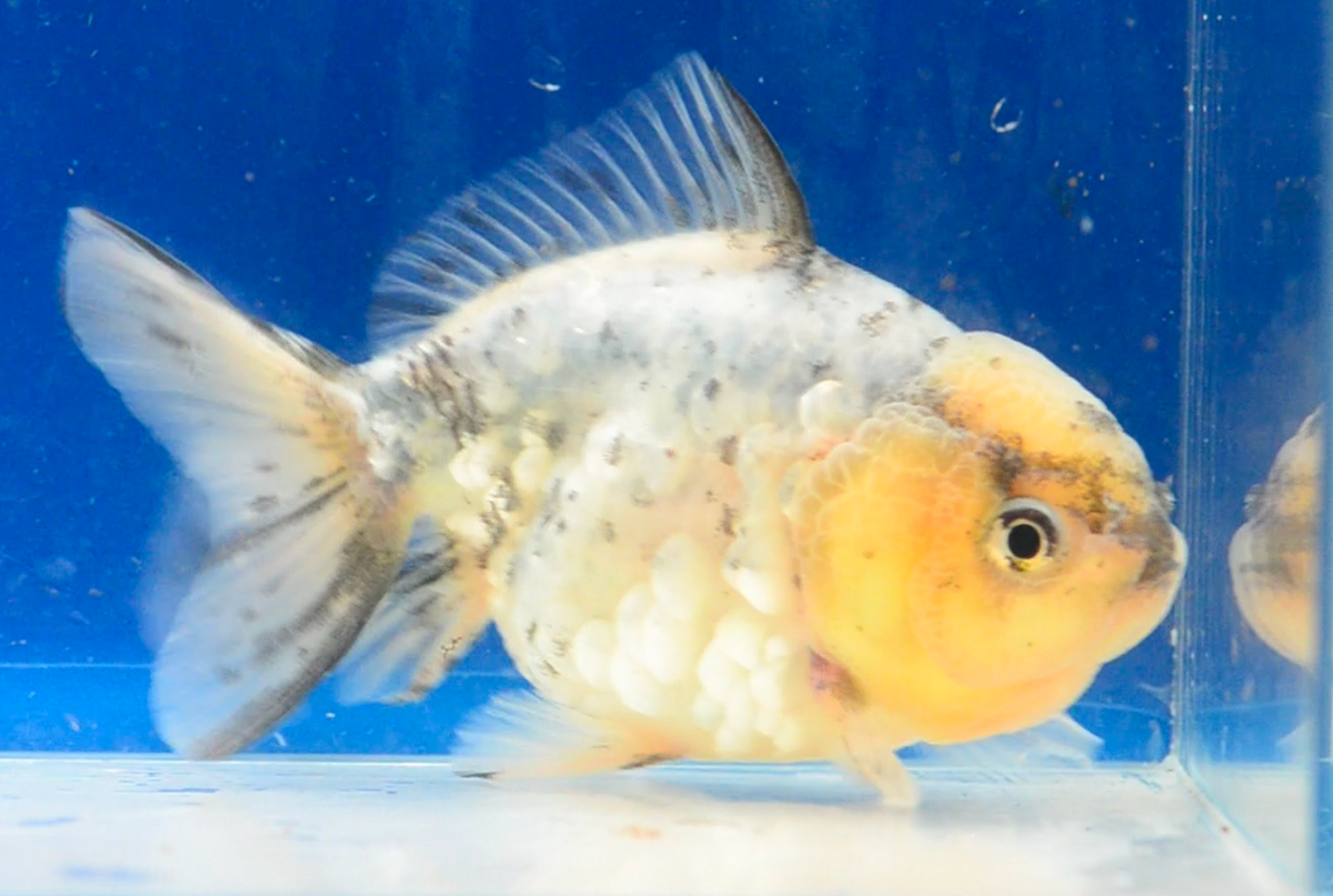 Calico Yuan Bao Oranda