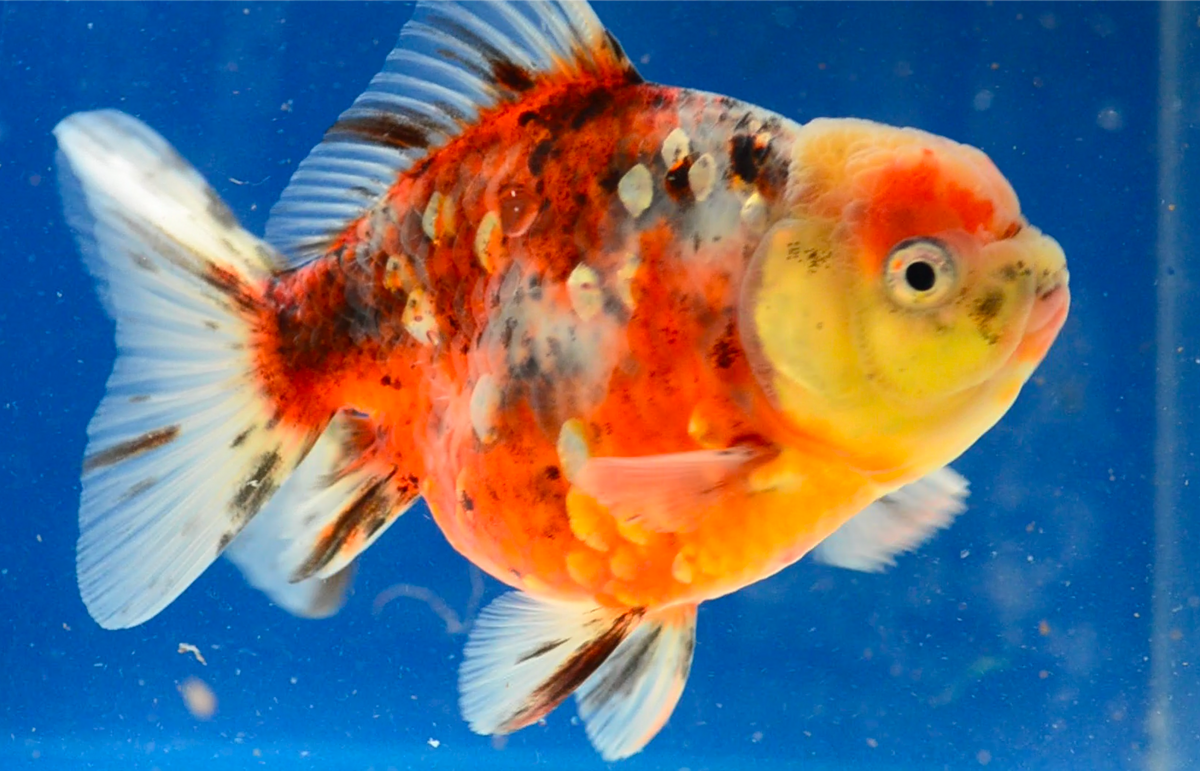 Calico Yuan Bao Oranda