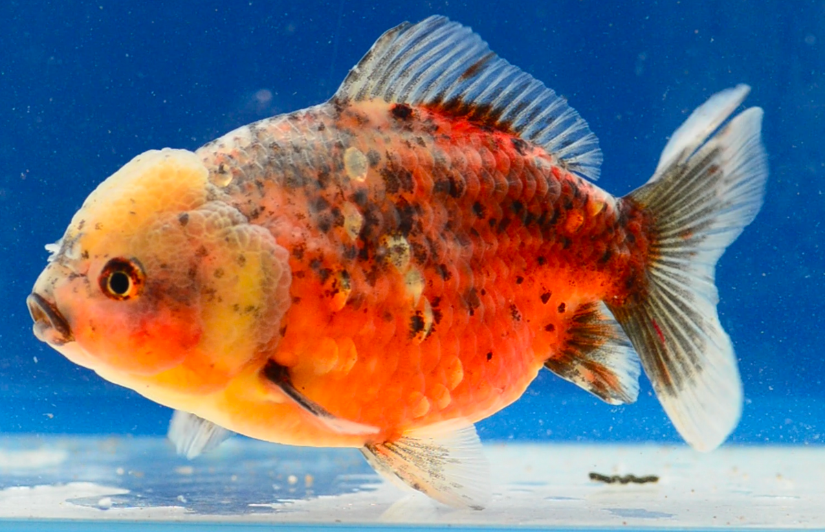 Calico Yuan Bao Oranda