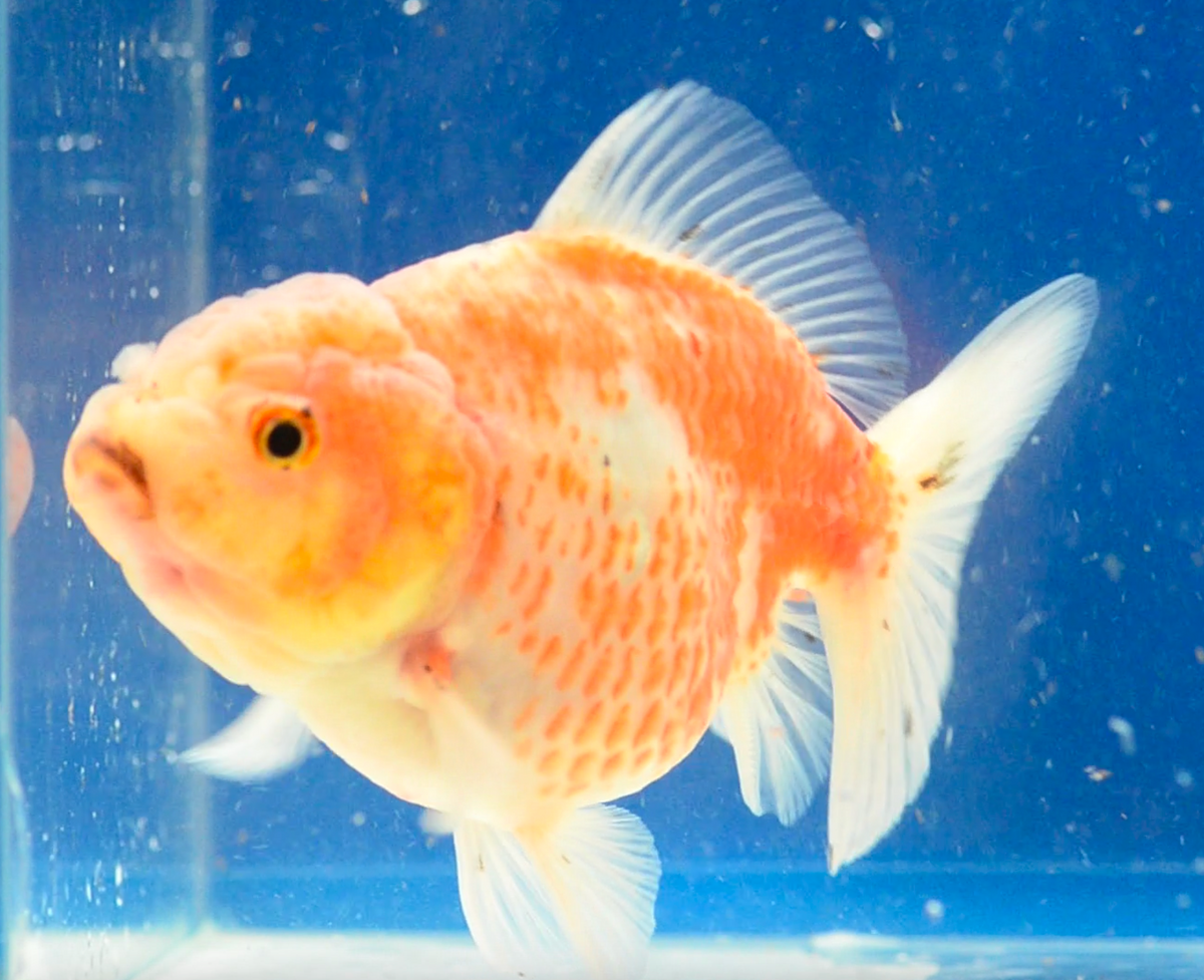 Sakura Yuan Bao Oranda