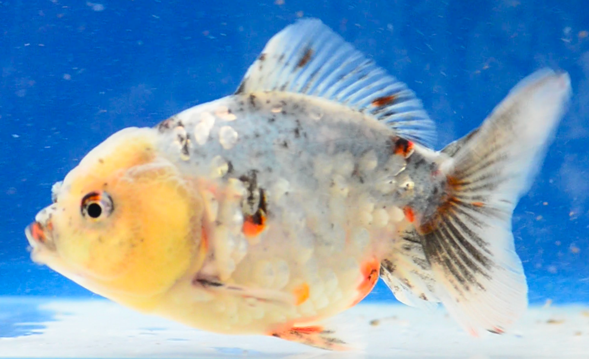 Calico Yuan Bao Oranda