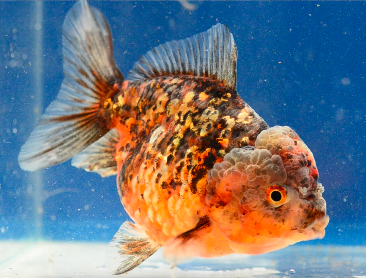 Calico Kirin Yuan Bao Oranda