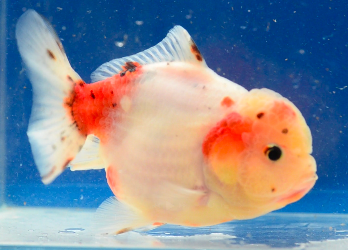 Sakura Yuan Bao Oranda