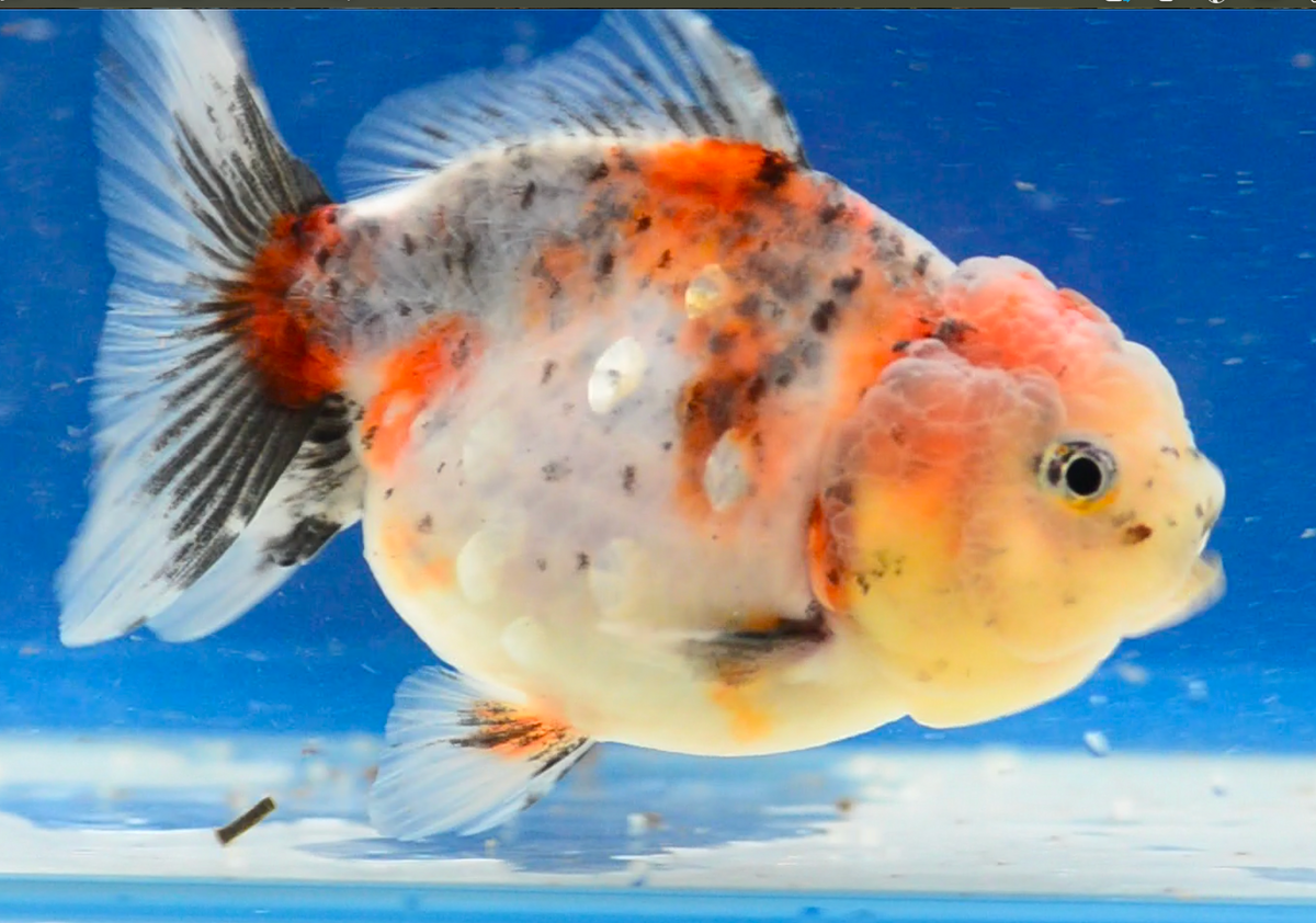 Calico Yuan Bao Oranda