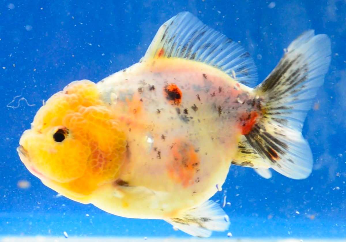 Calico Yuan Bao Oranda