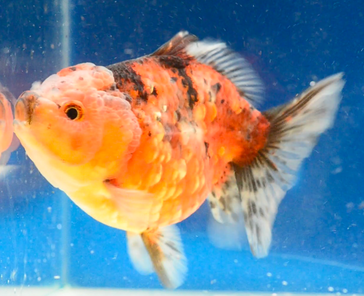 Calico Yuan Bao Oranda