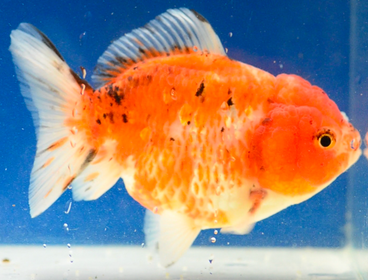 Calico Yuan Bao Oranda