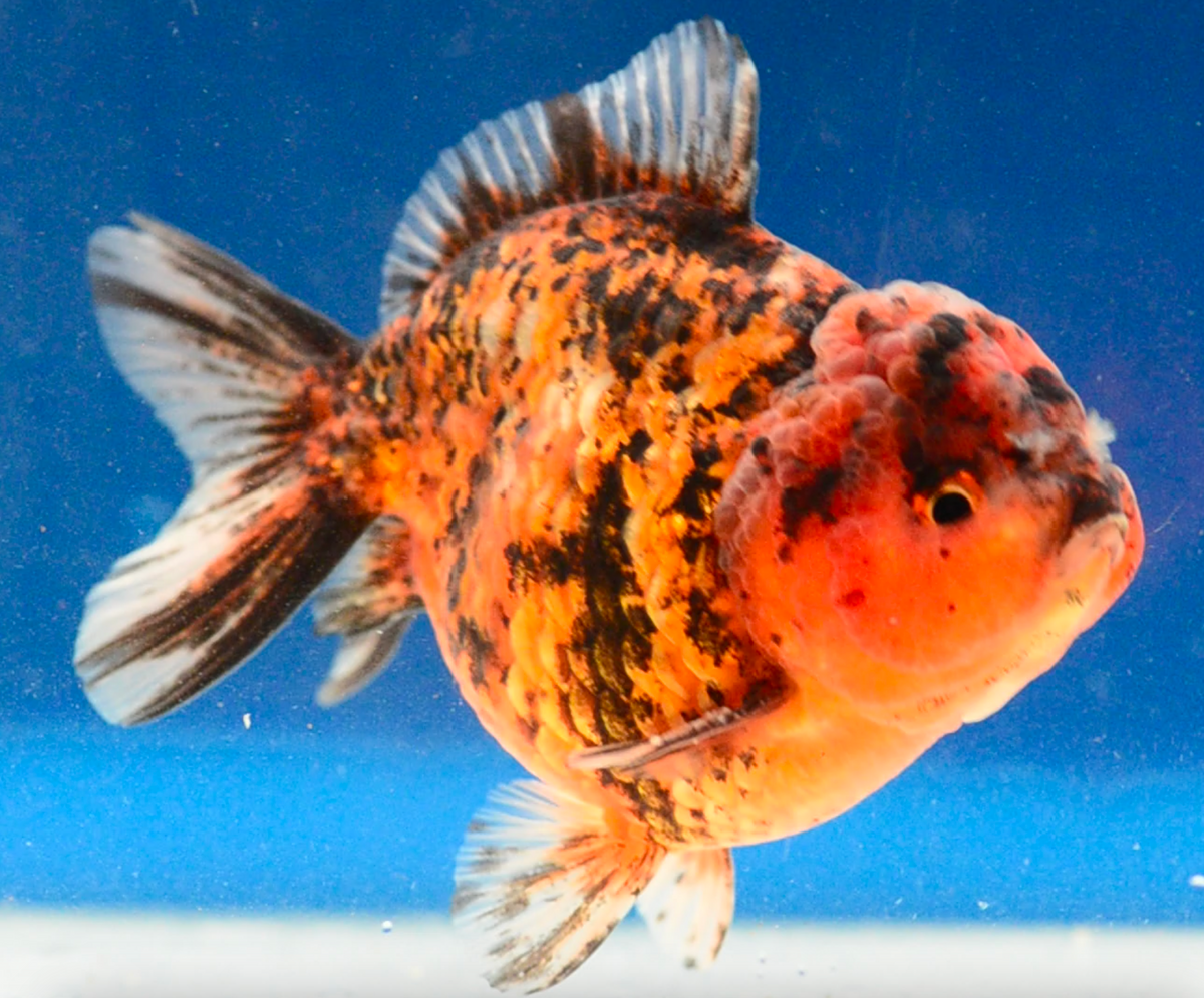 Calico Kirin Yuan Bao Oranda