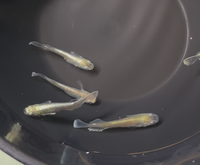 Load image into Gallery viewer, Emerald Kissing Wide Fin Medaka エメラルドキッシングワイドフィン
