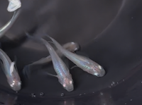 Load image into Gallery viewer, Matsui Shinkai Medaka 松井しずく
