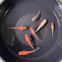 Load image into Gallery viewer, Nobewei Tri-Colour Wide Fin Medaka 延维三色ングワイドフィン (Release Date: 20 Feb 2025)
