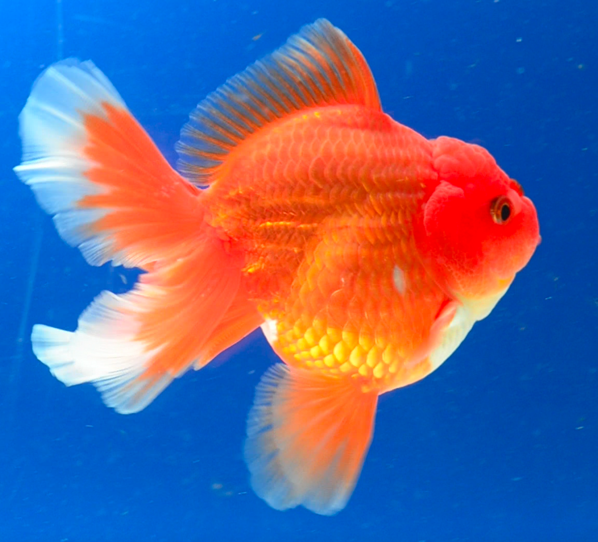 Orange Oranda