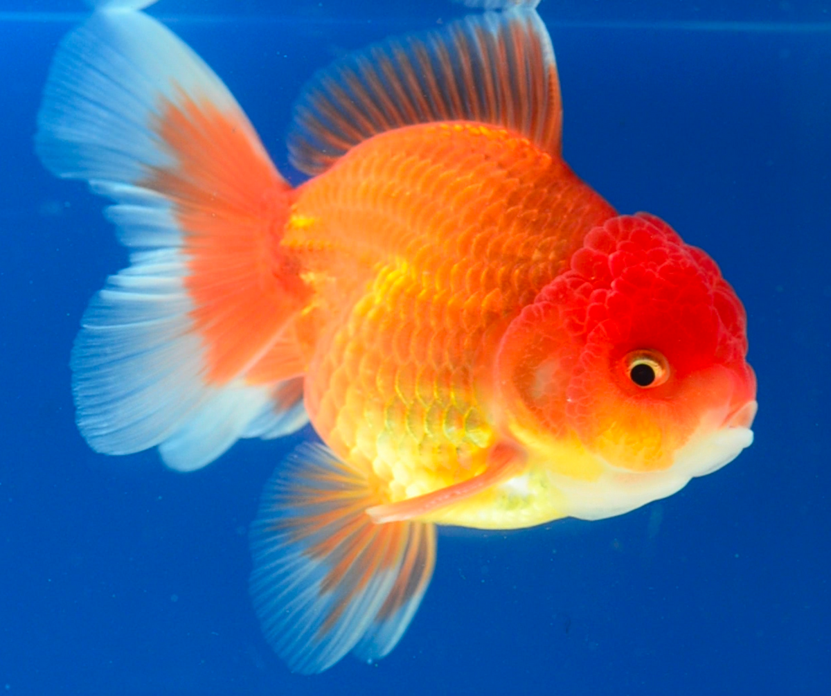 Orange Oranda