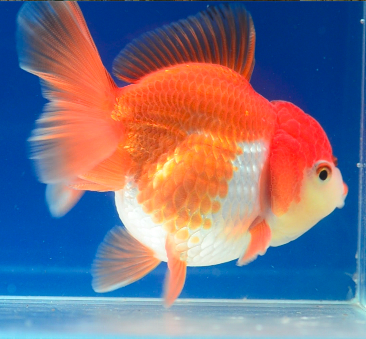 Orange White Oranda