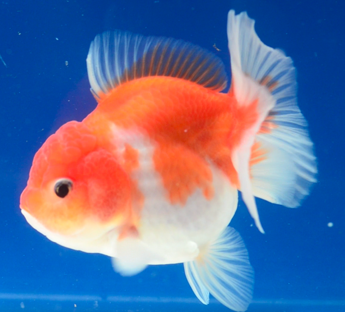 Sakura Oranda